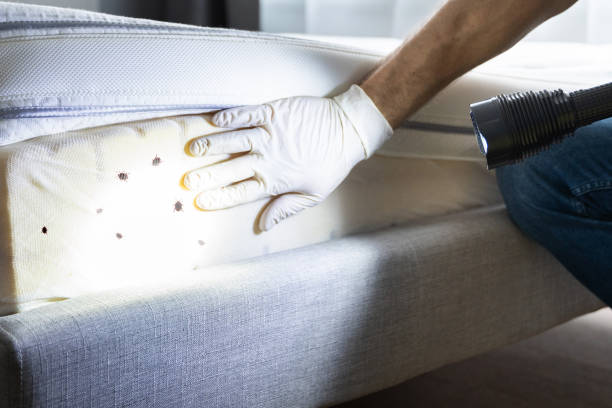 Best Rat Extermination Near Me  in Thomasville, NC